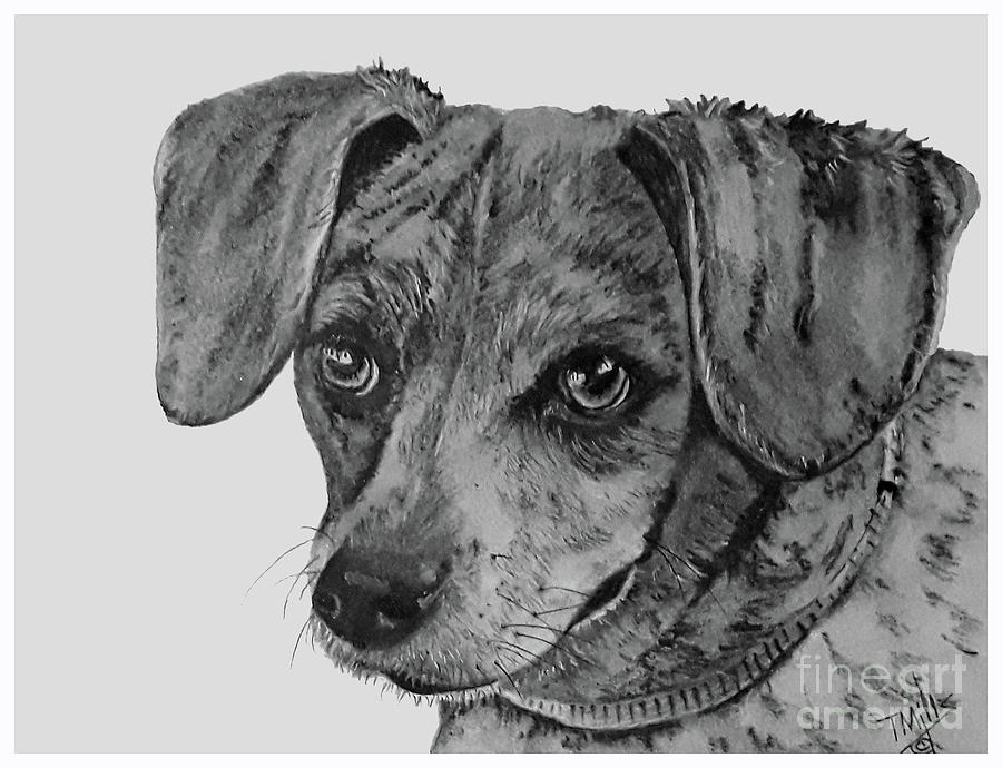 Beagle-Dachshund Mix Drawing by Terri Mills