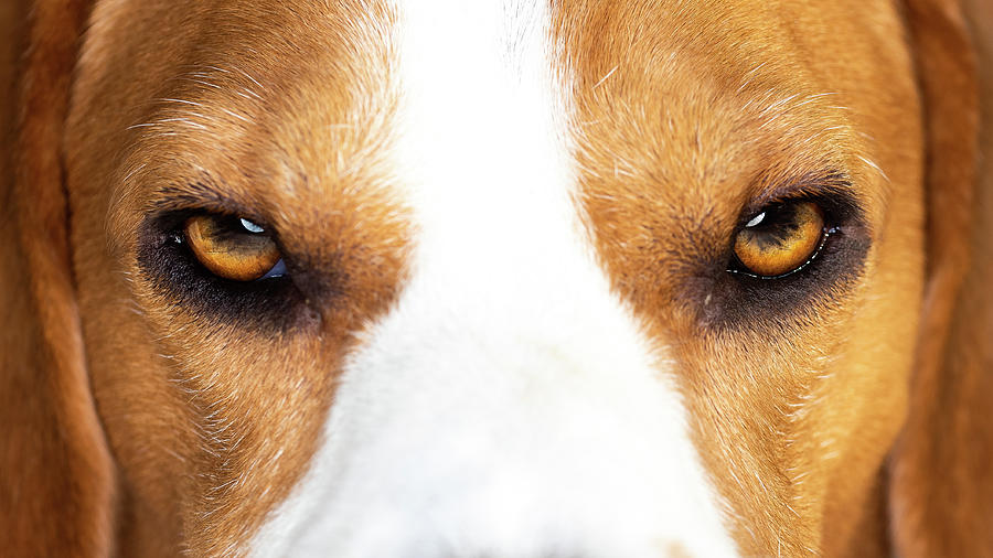 Beagle Dog Head Closeup On Eyes Photograph By Przemyslaw Iciak