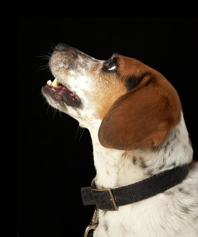 Beagle Dog With Black Collar Profile Photograph by M Photo