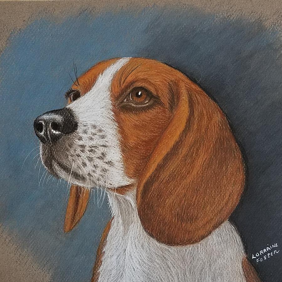 Beagle Drawing Drawing by Lorraine Foster | Fine Art America