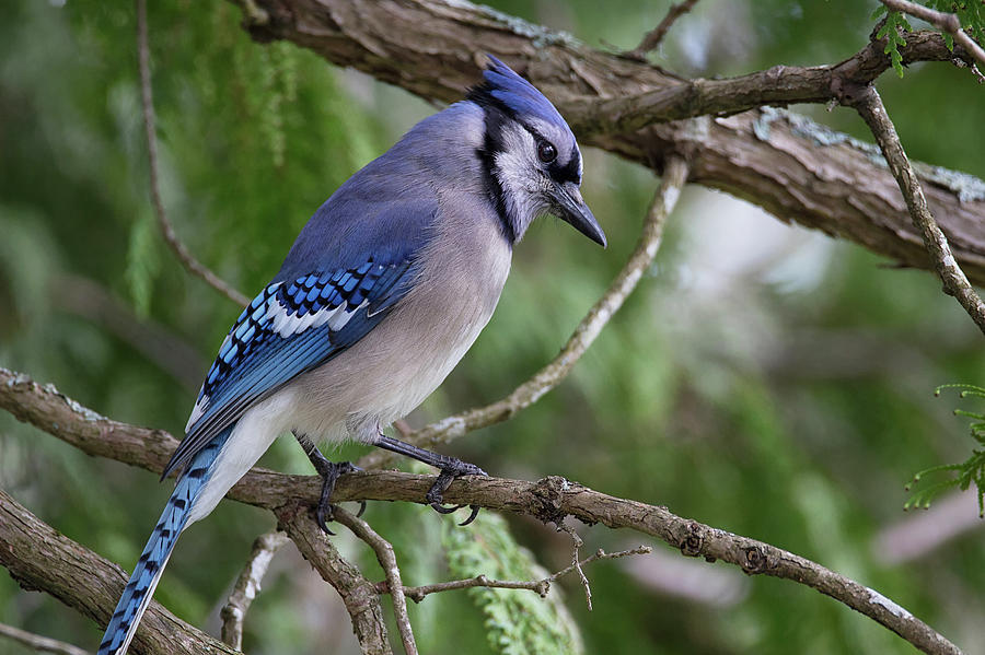 Bird Feature: Blue Jays –