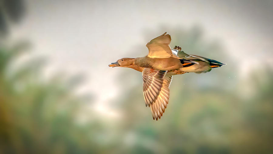 Duck Photograph - Beak Within A Beak by Samir Sachdeva