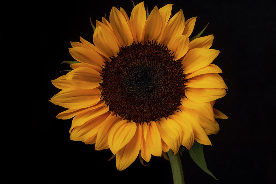 Beaming Sunflower by David Chiles Beaming Sunflower by David Chiles