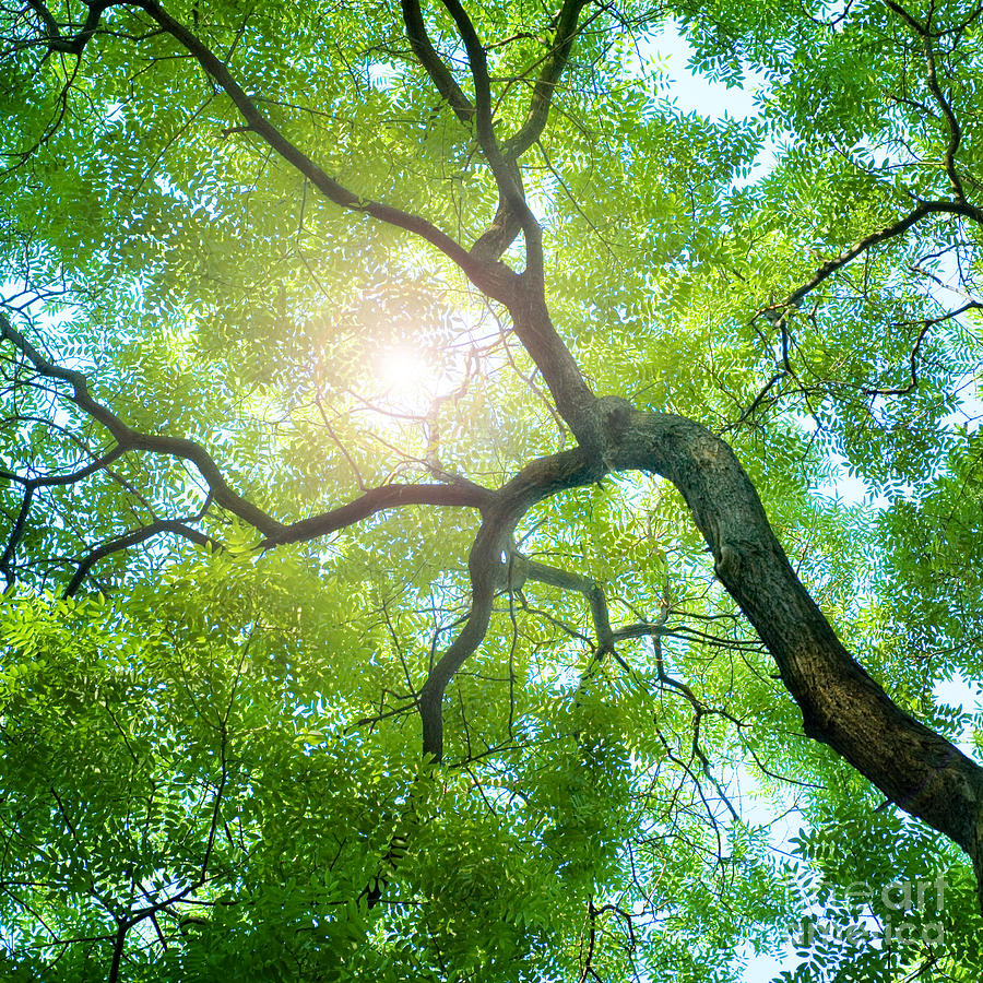 Forest Photograph - Beams Of The Sun by Triff Forest Photograph - Beams Of The Sun by Triff