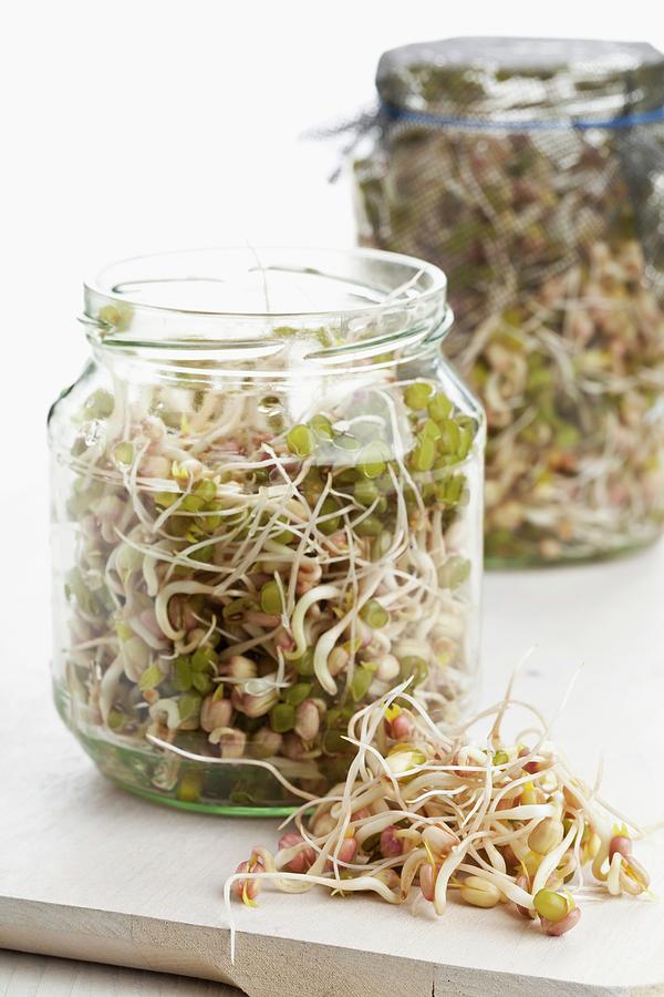 Bean Sprouts In Sprouting Jars Photograph by Shawn Hempel