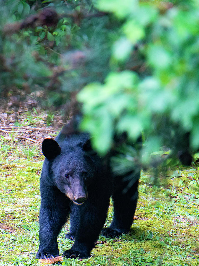 Black Bear 02 Photograph by Nunweiler Photography
