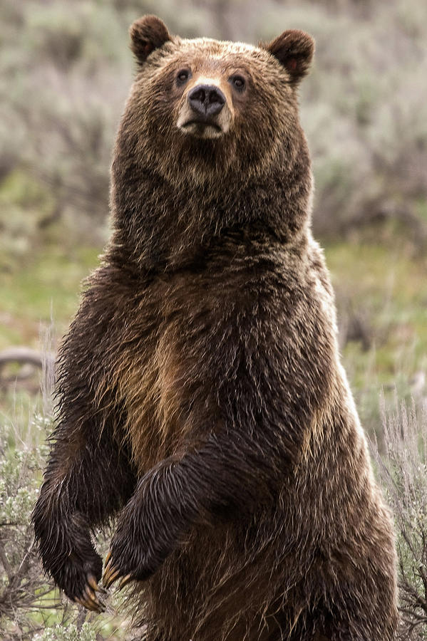 Grand Teton National Park Photograph - Bear 399 by Steve Stuller