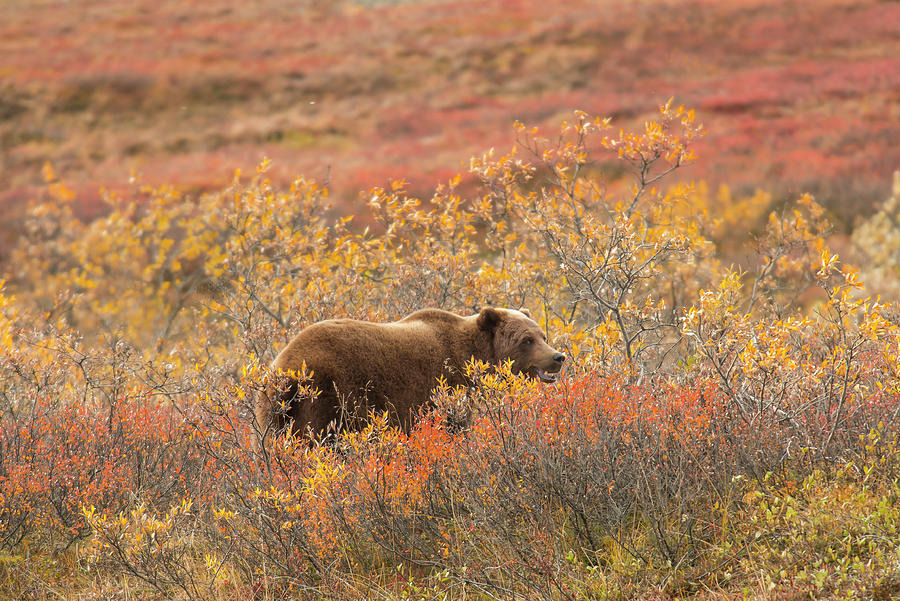 Bear Amidst Plants At Denali National Park And Preserve During Autumn Photograph by Cavan Images Bear Amidst Plants At Denali National Park And Preserve During Autumn Photograph by Cavan Images