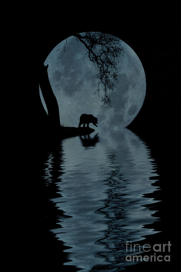 Bear and Blue Moon Photograph by Stephanie Laird