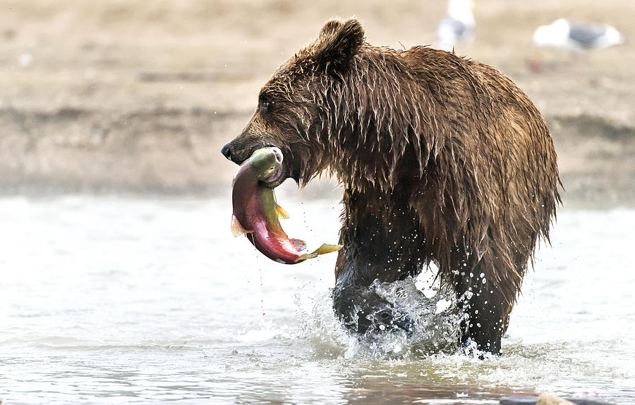 Bear And Fish Photograph by Giuseppe Damico