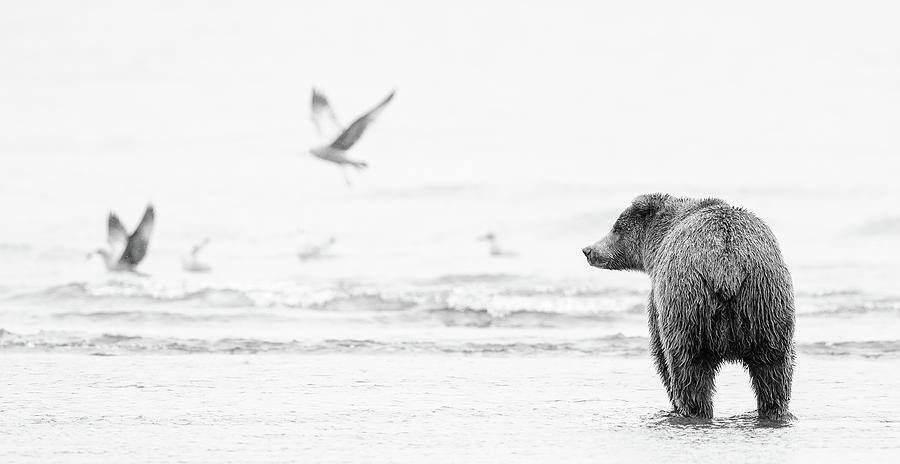 Bear and Gulls Photograph by Max Waugh