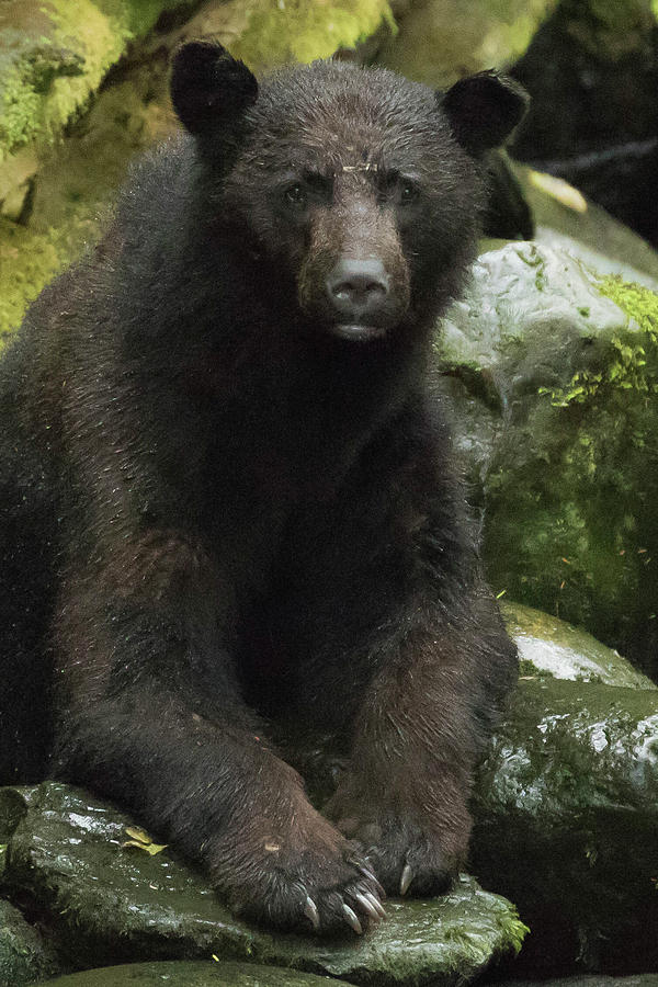 Bear at Thornton Creek, BC Photograph by Steven A Bash
