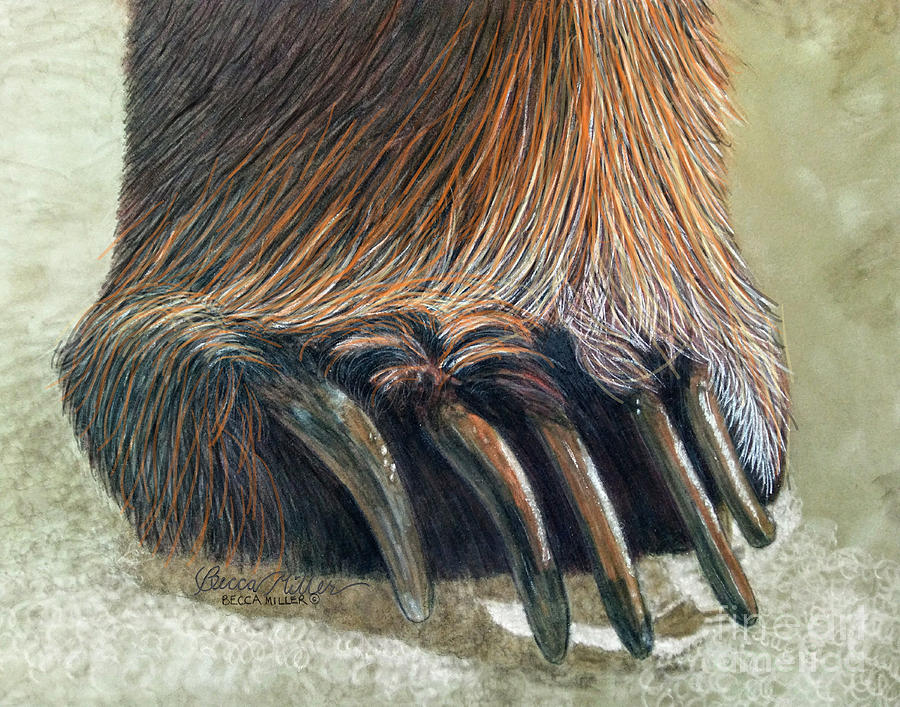 Bear Claws Drawing by Becca Miller Fine Art America