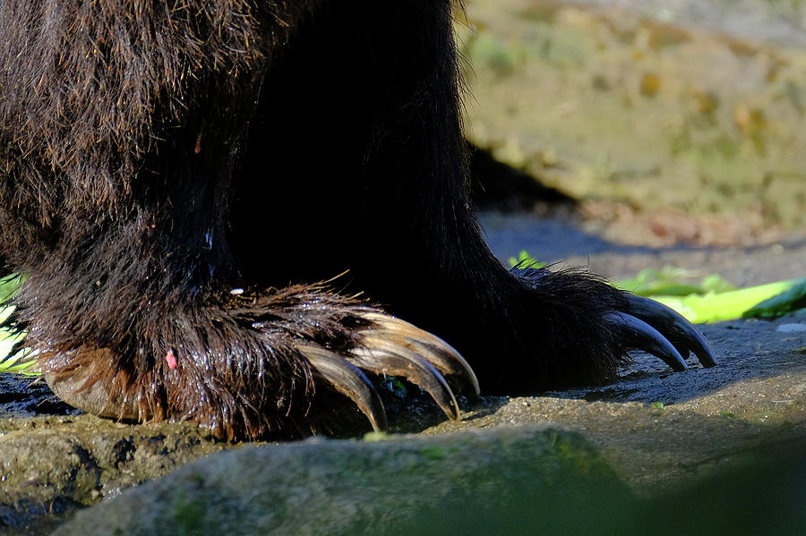Bear Claws Photograph by David Jenkinson