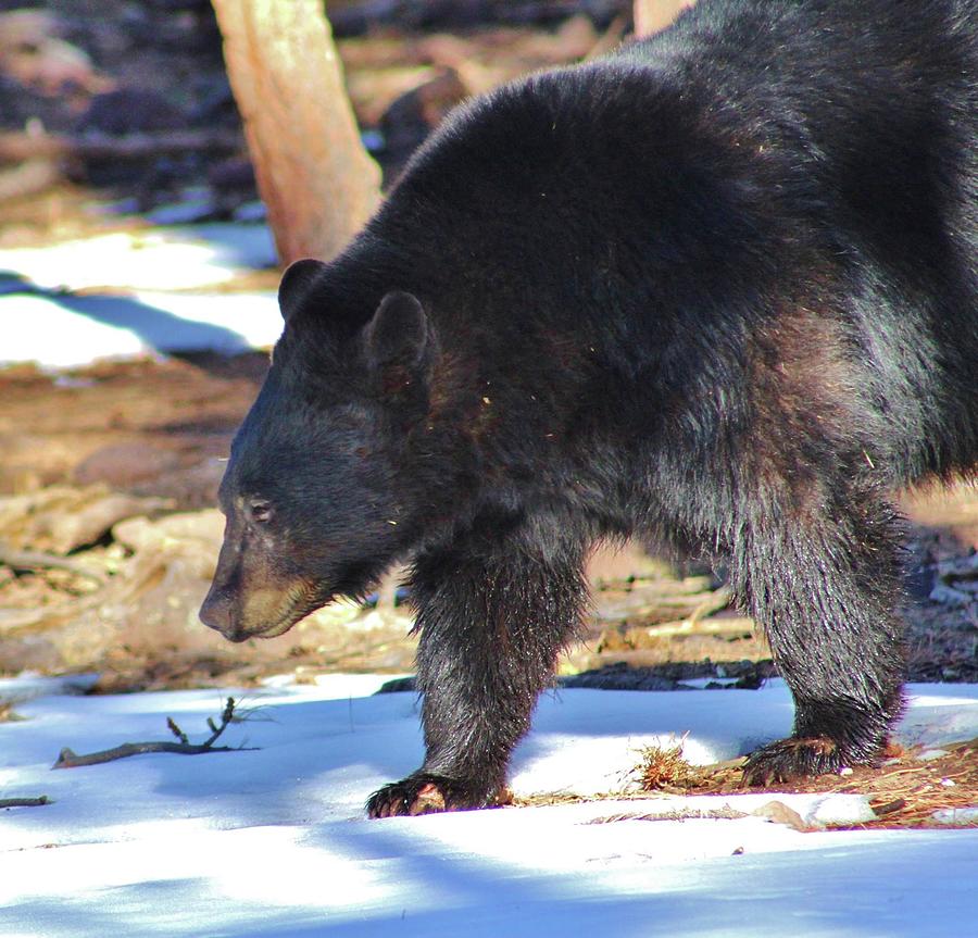 Black Bear Close Up Side Pose Photograph by Caroline Haldeman - Fine ...