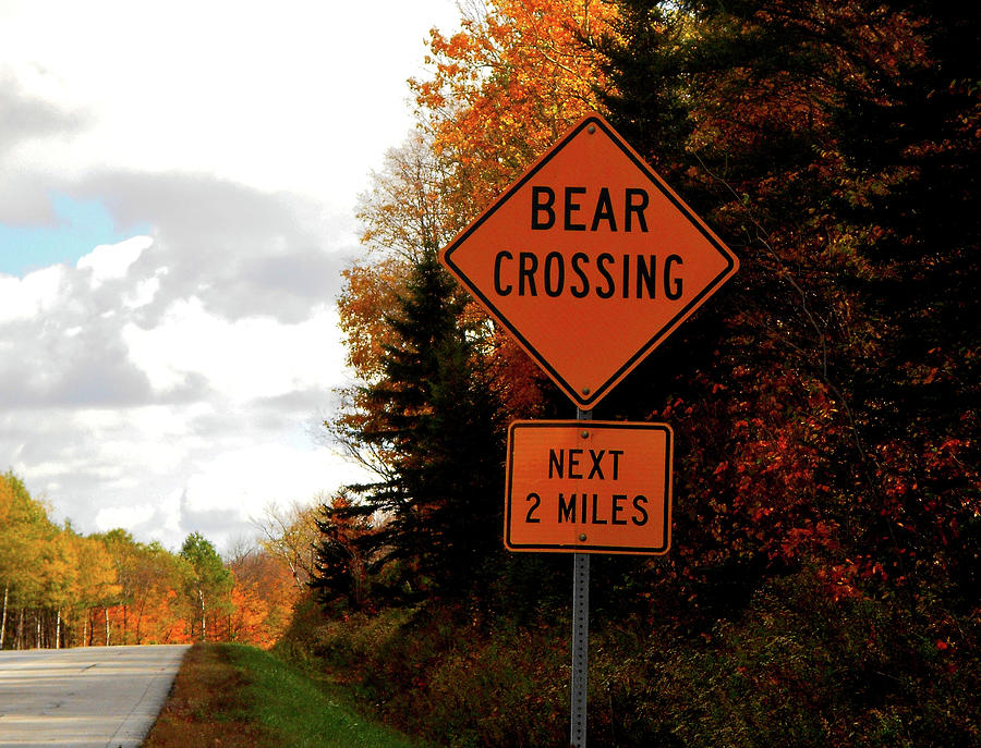 Bear Crossing Sign in Vermont  Photograph by Linda Stern