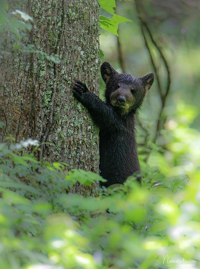 Bear Cub 02 Photograph by Nunweiler Photography