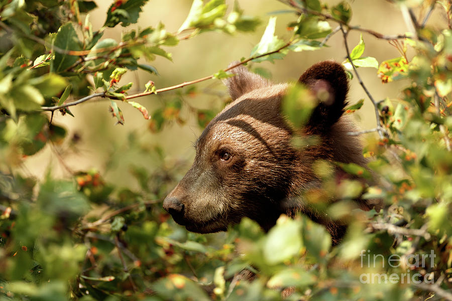 Bear Cub by Beve Brown-Clark Photography Bear Cub by Beve Brown-Clark Photography
