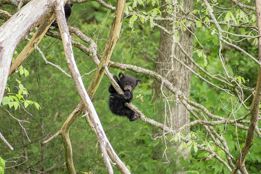 Bear Cub Photograph by David Irwin - Fine Art America