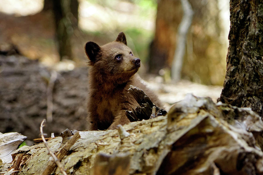 https://images.fineartamerica.com/images/artworkimages/mediumlarge/2/bear-cub-giant-forest-1-may-2018-timothy-giller.jpg