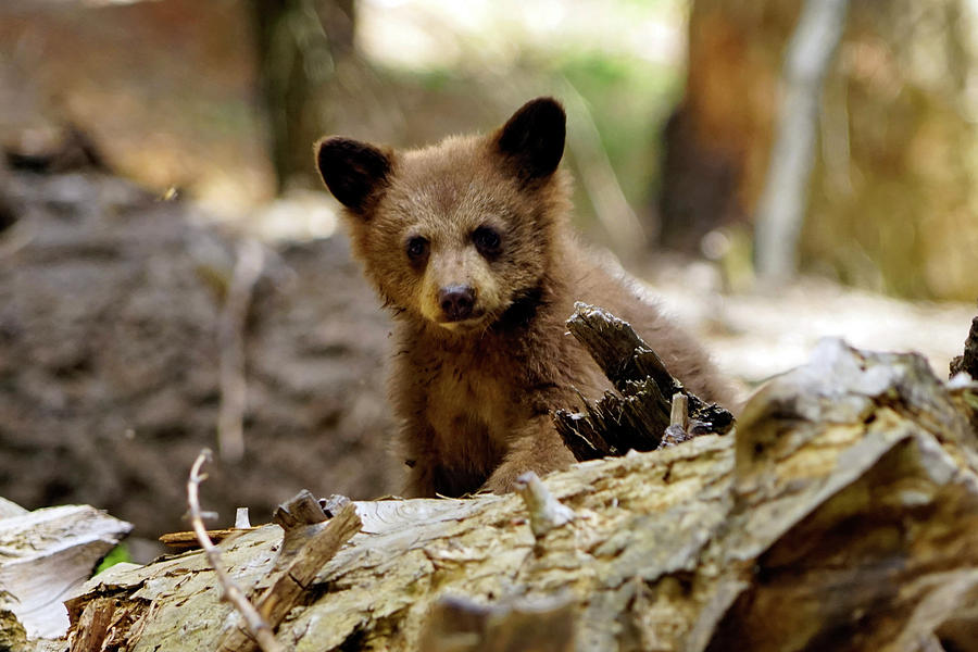 https://images.fineartamerica.com/images/artworkimages/mediumlarge/2/bear-cub-giant-forest-2-may-2018-timothy-giller.jpg