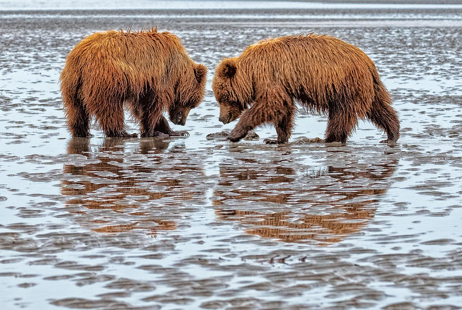 Bear Cub Reflections Photograph by Roberta Kayne