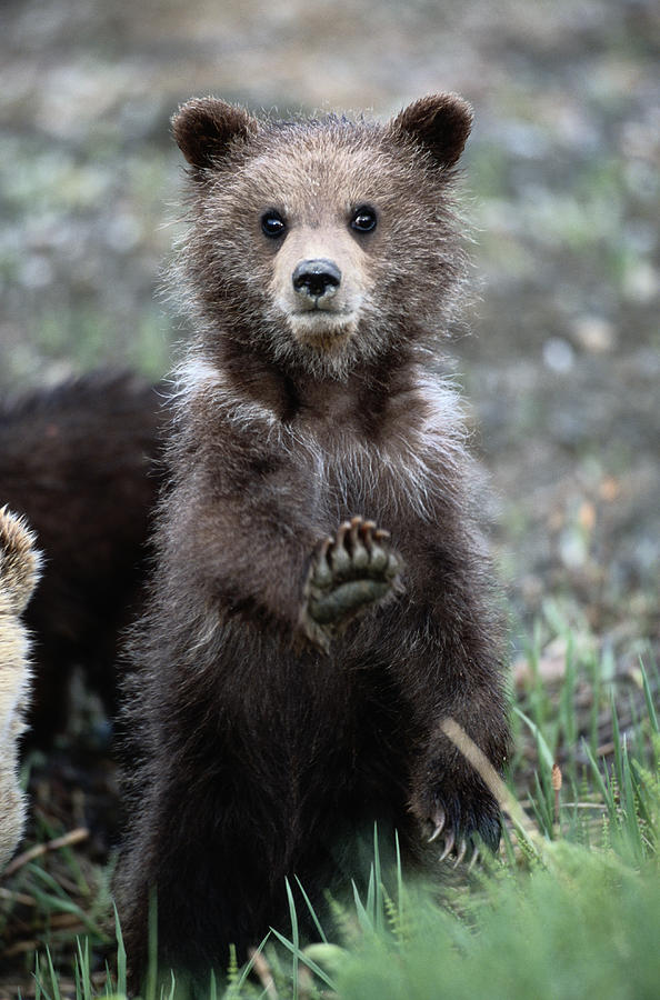 Bear Cub, Stretching Paw Forward Photograph by Eastcott Momatiuk