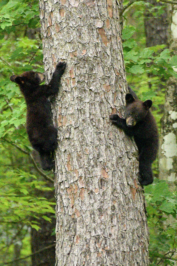 Bear cubs climbing Photograph by Minnie Gallman