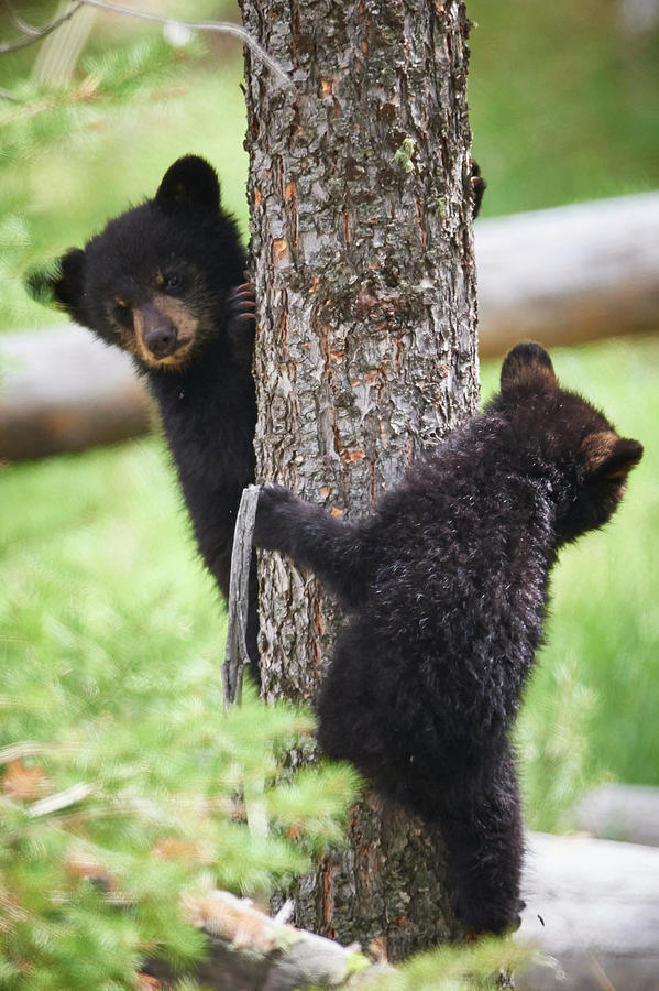 Bear Cubs In A Tree Photograph by Paul Freidlund