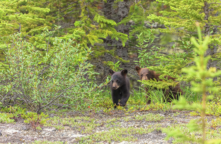Bear Cubs Photograph by Jonathan Nguyen