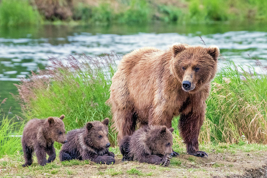 Bear Family Photograph by Tom Fenske - Fine Art America