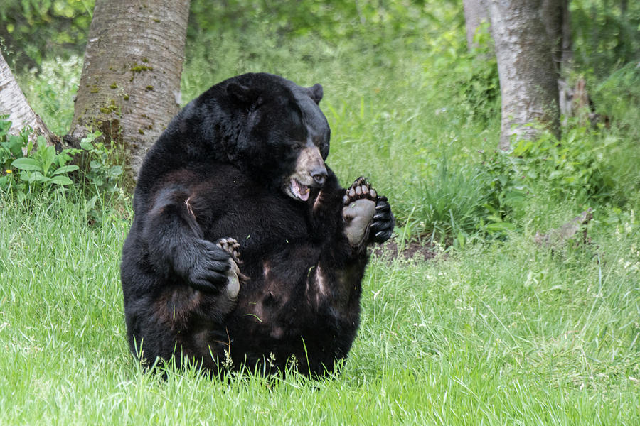 Bear Feet Photograph by Kelly Walkotten - Pixels