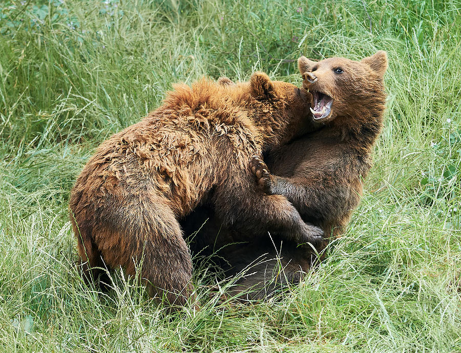 Nature Photograph - Bear Fight (cabarceno) by Helena Garca