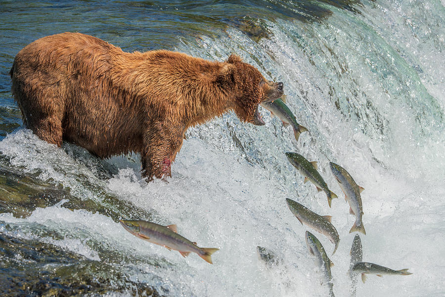 Salmon Photograph - Bear Fishing by Hao Jiang