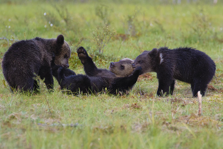 Wildlife Photograph - Bear Games by Massimo Strumia