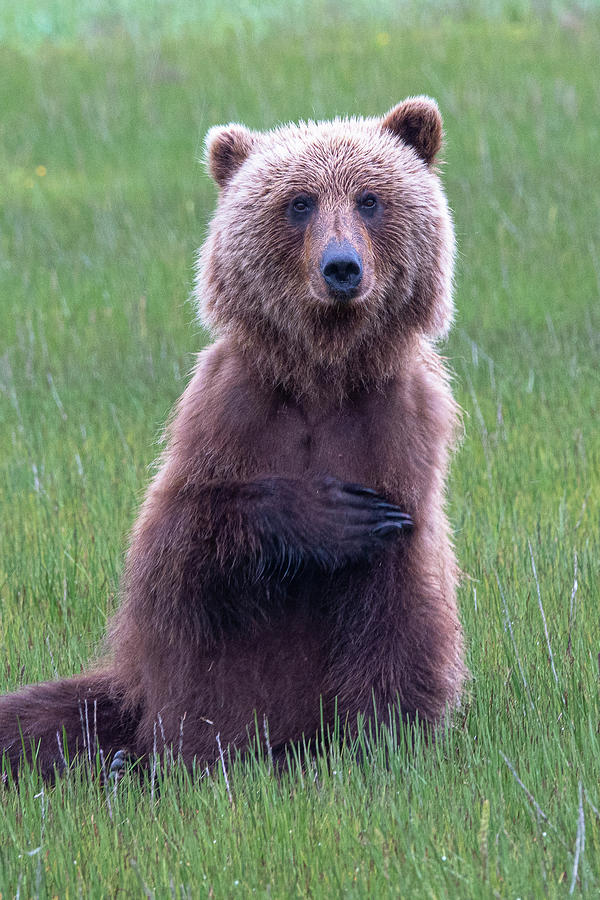 Bear by Gary Lengyel Bear by Gary Lengyel