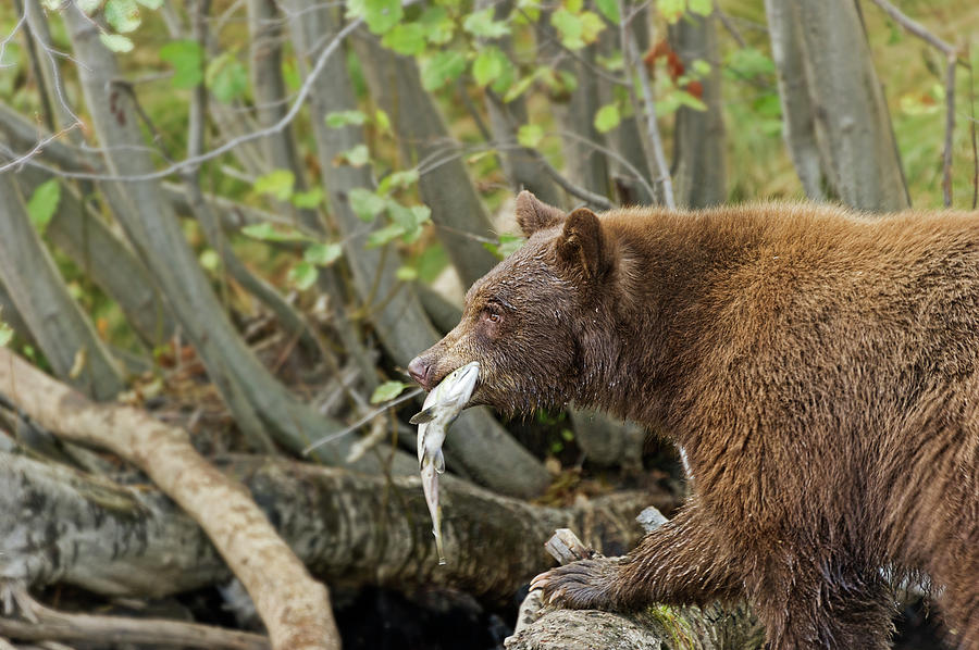 Black Bear Photograph - Bear Got Fish by Dennis Bolton Black Bear Photograph - Bear Got Fish by Dennis Bolton