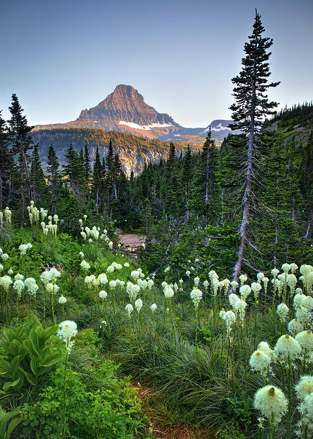 Bear Grass, Evergreens and Mountains  Photograph by Harriet Feagin