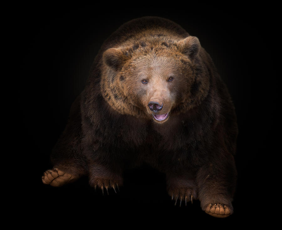 Bear Photograph by Helena Garcia Huertas