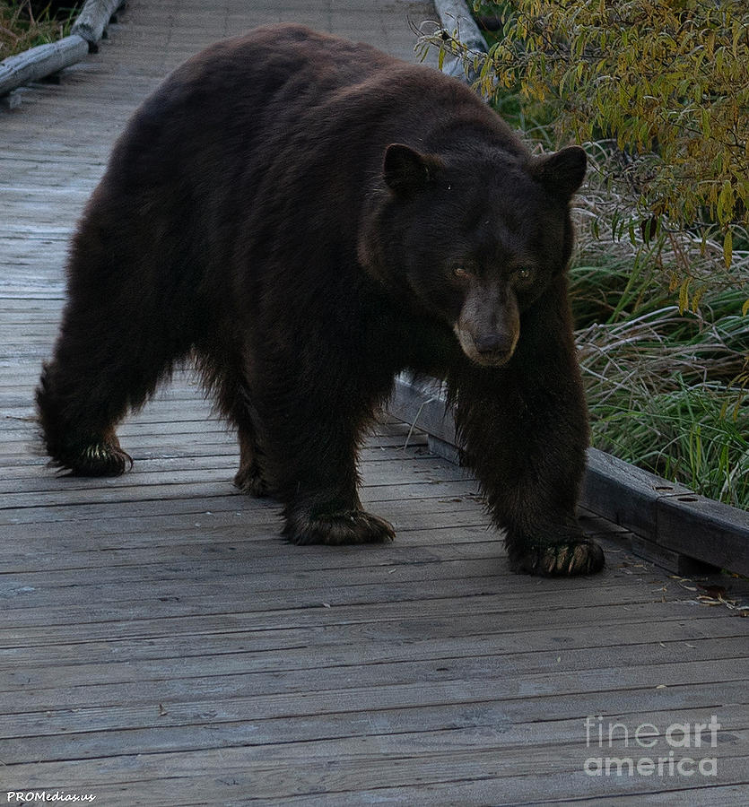 Bear in El Dorado National Forest, California Photograph by PROMedias US