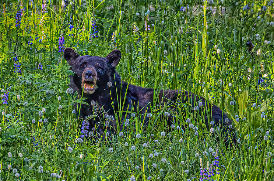 Bear In Meadow Photograph by Ning Lin