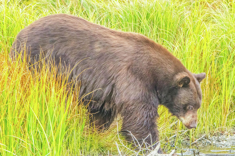 Bear in Tall Grass Photograph by Marc Crumpler