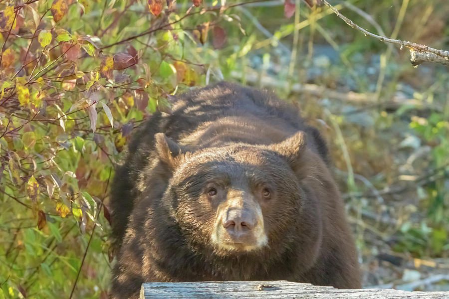 Bear In The Early Morning Light Photograph