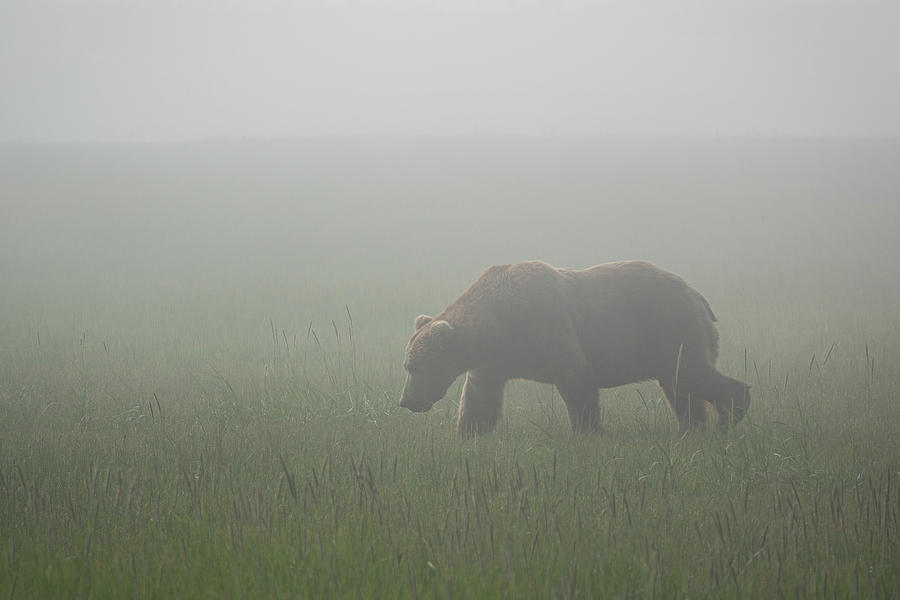 Bear in the Fog by Gary Lengyel Bear in the Fog by Gary Lengyel