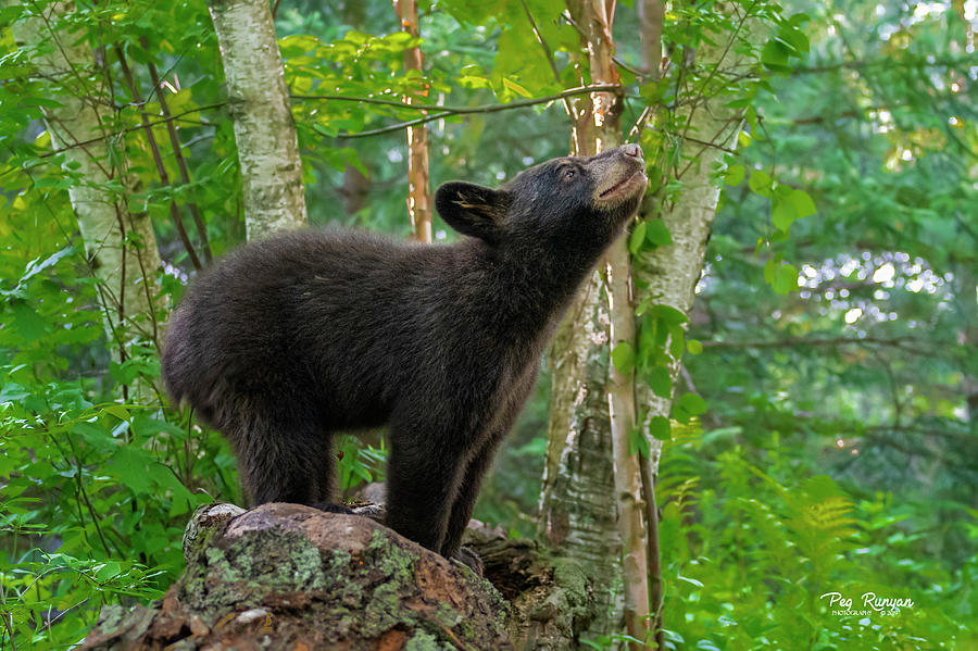 Bear in the Forest Photograph by Peg Runyan