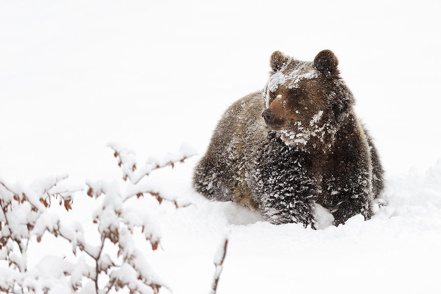 Wildlife Photograph - Bear In The Snow by Marco Pozzi