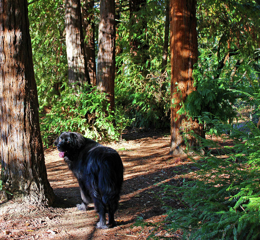 Bear Photograph - Bear in the Woods by Christine Mullis