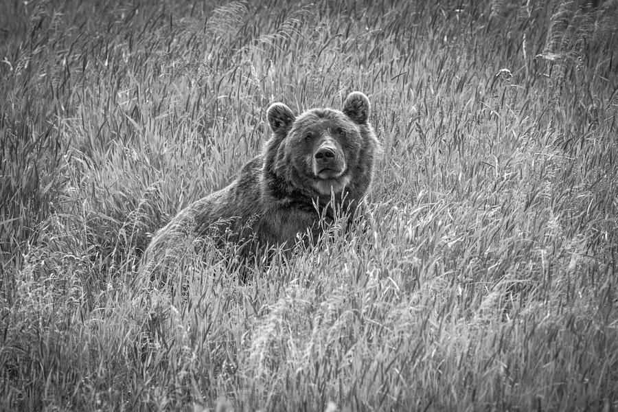 Black And White Photograph - Bear In Woods by Jeffrey C. Sink