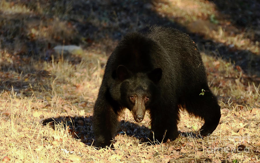 Bear on a Hunt Photograph by Debby Pueschel