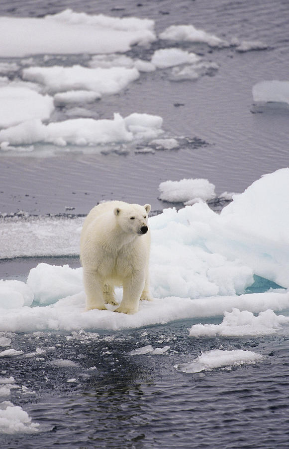 Bear On Small Ice Floe Photograph by Jrphoto6